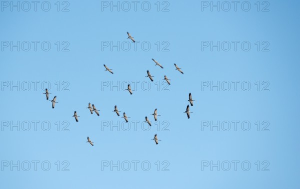 A flock of cranes (Grus grus) or grey crane or Eurasian crane circling in the updraft in front of a