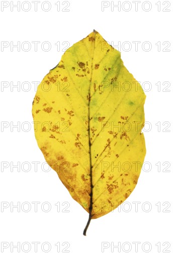 Autumn-coloured leaf of a beech (Fagus sylvatica), copper beech, tree, free-standing, Vechta, Lower