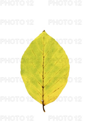 Autumn-coloured leaf of a beech (Fagus sylvatica), copper beech, tree, free-standing, Vechta, Lower
