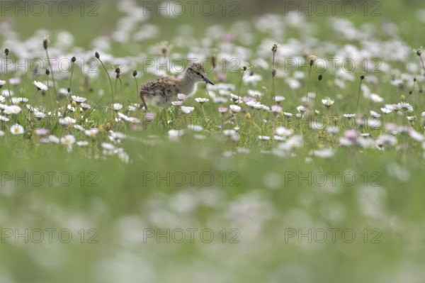 Common redshank (Tringa totanus), chicks in a flower meadow, Lower Rhine, North Rhine-Westphalia,