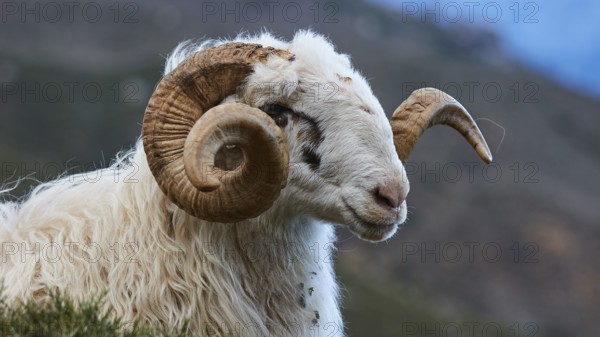 Side view of a sheep with large, spiral horns in a natural environment, Kallikratis, Kallikratis