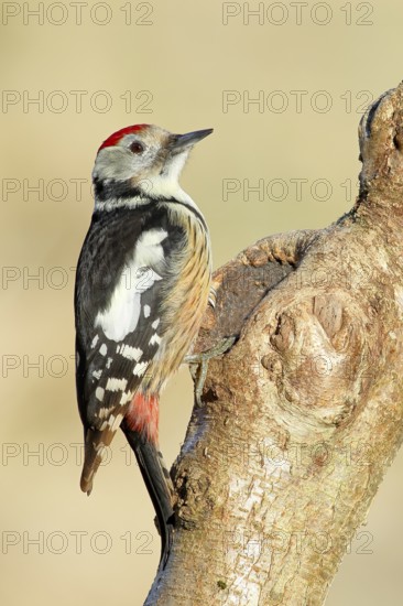 Middle Spotted Woodpecker (Dendrocopos medius) sitting on a branch, Animals, Birds, Woodpeckers,