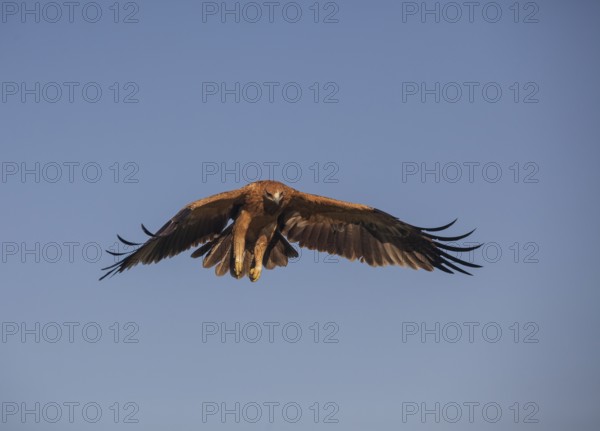 Juvenile Iberian Eagle approaching, Spanish Imperial Eagle (Aquila adalberti), Extremadura,