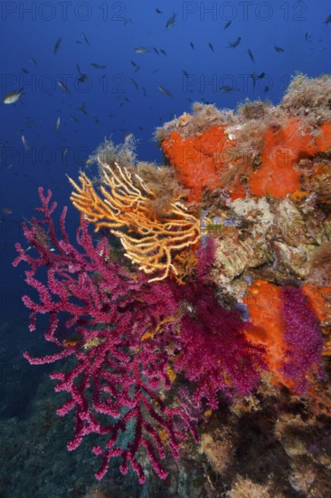 A blaze of colour in the Mediterranean: violescent sea-whip (Paramuricea clavata) with open polyps,