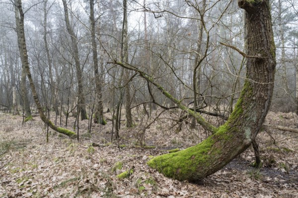 Birch bog forest, birch bog forest, bog birch (Betula pubescens), in the foreground a curved