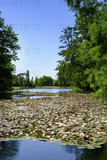 Water lily pond, Dessau-Wörlitz Garden Kingdom, Wörlitz Park, UNESCO World Heritage Garden Kingdom