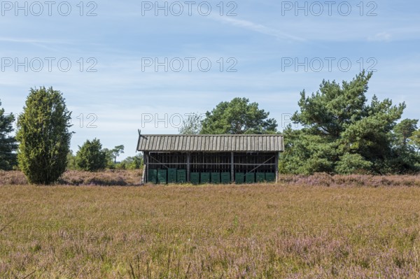 Heather blossom, beehive, juniper (Juniperus communis), near Wilsede, Bispingen, Lüneburg Heath,