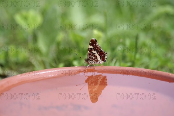 Map butterfly (Araschnia levana), butterfly, reflection, water, The butterfly is reflected in the