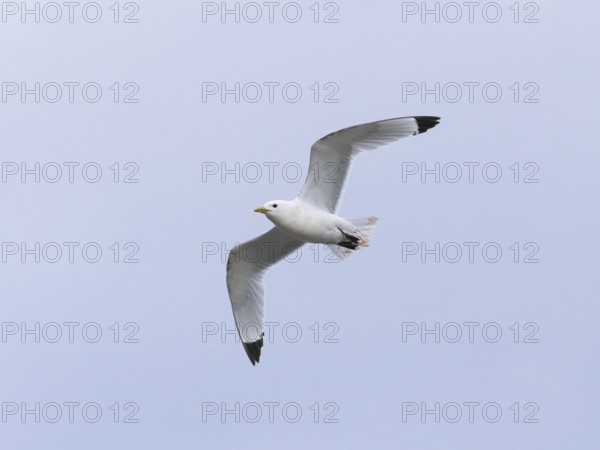 Black-legged kittiwake (Rissa tridactyla), adult bird in flight, May, Varanger Fjord, Norway,