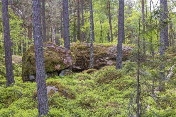 Coniferous forest with pine trees moss covered rocks and blueberry bushes on a summer day, Sweden,