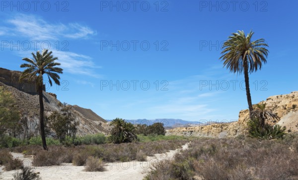 Desert-like scene with two tall palm trees, sandy hills and dense bushes under a clear blue sky,