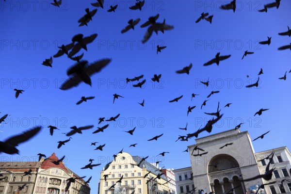 Banat, Timisoara, Timisoara, Old Town, Birds flying over the Piata Operi, Romania, Europe