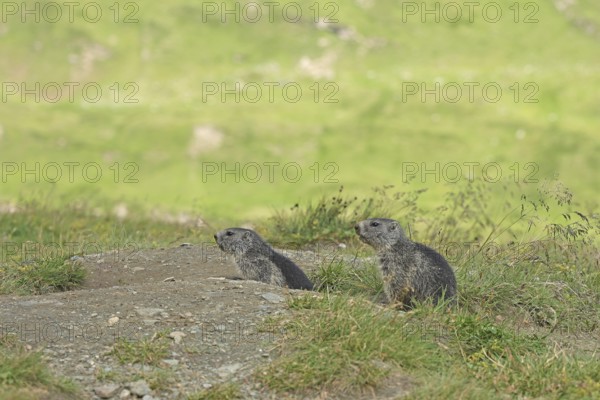 Marmot (Marmota), Grossglockner High Alpine Road, Salzburger Land, Austria, Europe