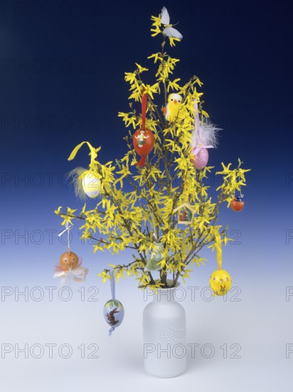Easter bush of flowering forsythia, hung with colourful Easter eggs