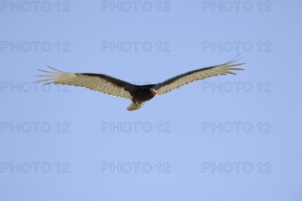 Turkey vulture (Cathartes aura), flying, Everglades National Park, Florida, USA, North America