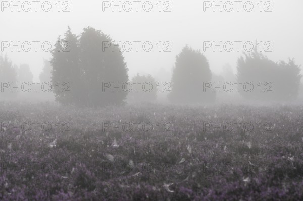 Heath landscape, flowering common heather (Calluna vulgaris), common juniper (Juniperus communis),
