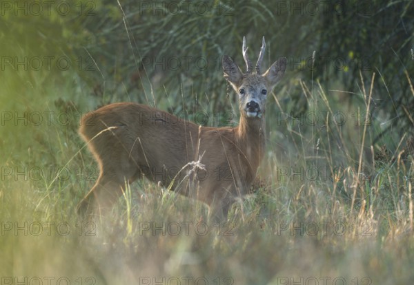 European roe deer (Capreolus capreolus), roebuck with cloverleaf in its mouth, Aesir looking