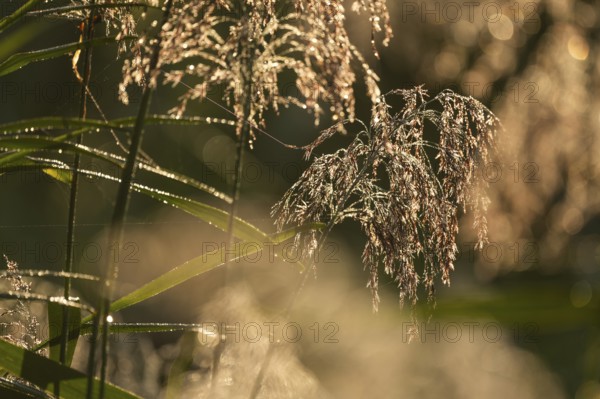 Reed, common reed (Phragmites australis), inflorescence in backlight, Lower Saxony, Germany, Europe