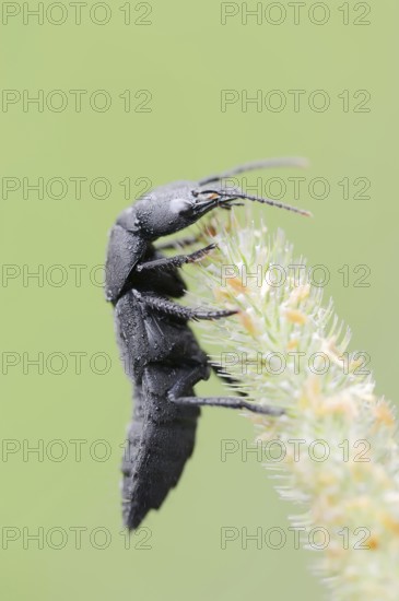 Devil's coach-horse beetle (Ocypus olens), North Rhine-Westphalia, Germany, Europe