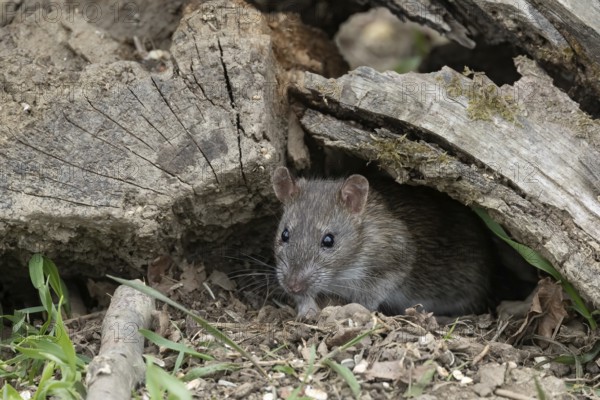 Brown rat (Rattus norvegicus) under dead wood, Austria, Upper Austria, Europe