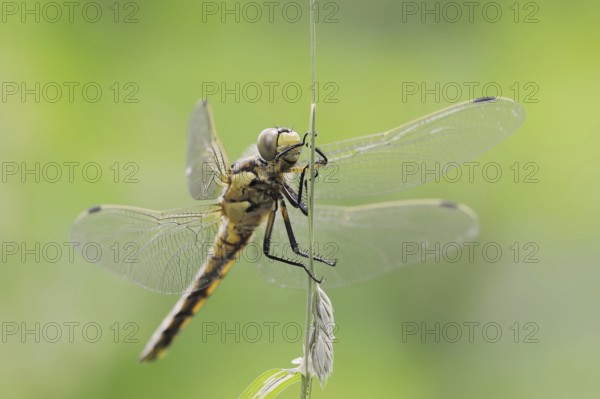 Black-tailed skimmer (Orthetrum cancellatum), female, North Rhine-Westphalia, Germany, Europe