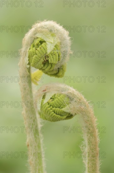 Crown fern or claytosmunda (Osmunda claytoniana), leaf emergence in spring, ornamental plant, North