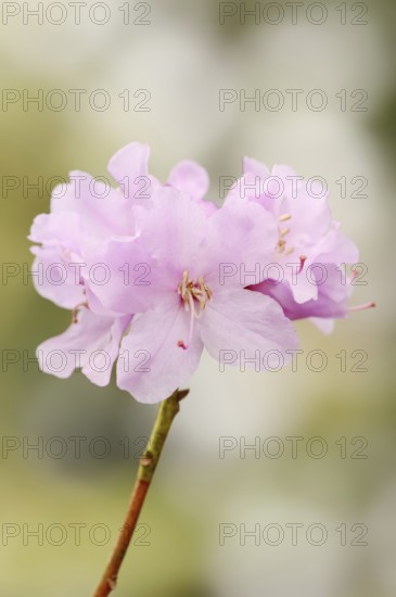 Early spring alpine rose (Rhododendron praecox), flowers, ornamental plant, North Rhine-Westphalia,