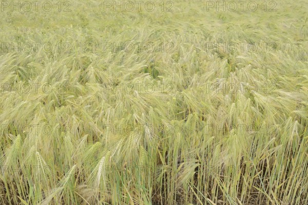 Field with rye (Secale cereale), North Rhine-Westphalia, Germany, Europe