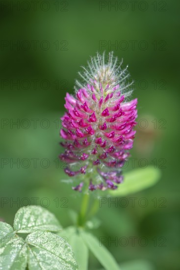 Flower of incarnate clover (Trifolium incarnatum), Bavaria, Germany, Europe