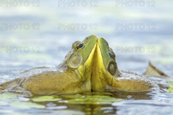 Bull frogs Lithobates catesbeianus. Male bull frogs fighting during the breeding season. La