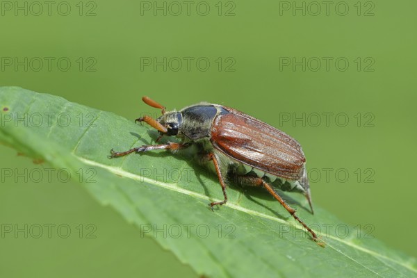 Northern cockchafer (Melolontha hippocastani), male, on a leaf of a horse chestnut (Aesculus