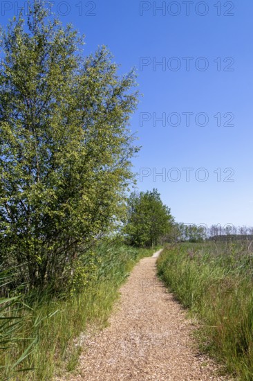 Circular hiking trail, trees, grass, Darßer Ort, Born a. Darß, Mecklenburg-Vorpommern, Germany,