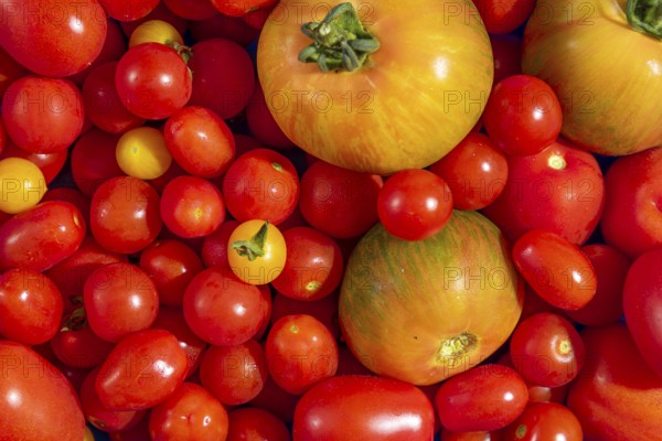 Various red and yellow tomatoes (Solanum lycopersicum), freshly harvested, full size