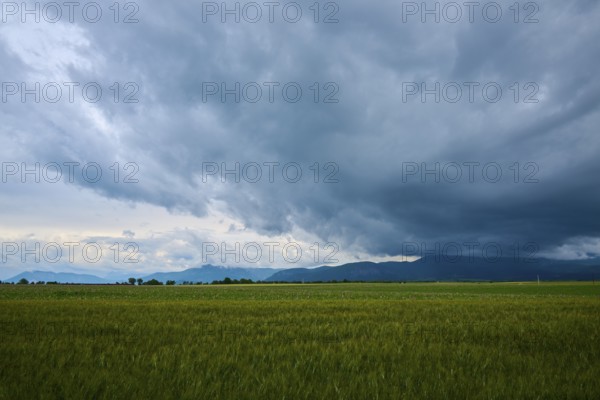 Storm clouds over a wheat field (Triticum), and mountains in the background, summer, Valensole,
