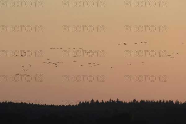 Evening sky at the Baltic Sea near Peenemünde, cranes in the sky, September, Mecklenburg-Western