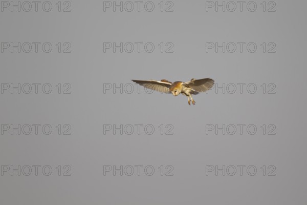 Barn owl (Tyto alba) adult bird hovering in flight, Norfolk, England, United Kingdom, Europe