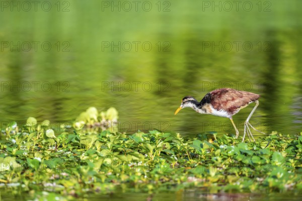 Yellow-fronted Jacana runs on aquatic plants, Tortuguero National Park, Costa Rica, Central America