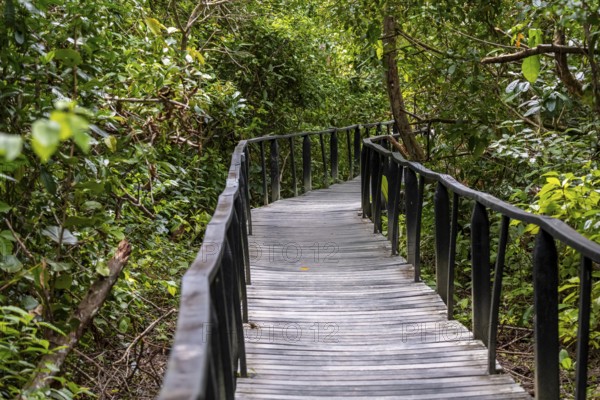 Path in the jungle in Cahuita National Park, Costa Rica, Central America