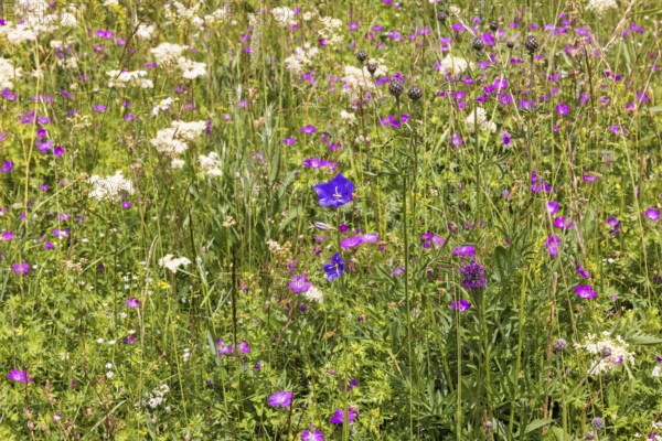 Blooming meadow with wild flowers such as Peach-leaved bellflower (Campanula persicifolia),