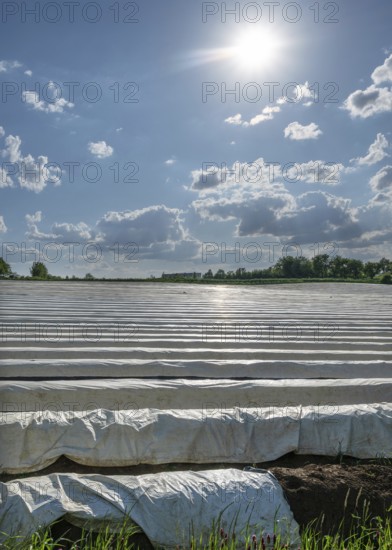 Asparagus field (Asparagus) covered with white foil in the backlight, in front flowering incarnate