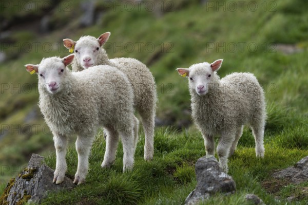 Sheep, lambs, Iceland, Europe
