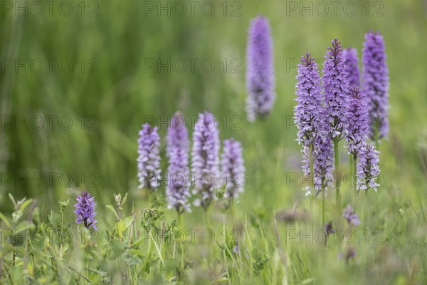 Southern marsh orchid (Dactylorhiza praetermissa), Emsland, Lower Saxony, Germany, Europe