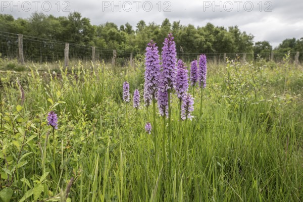 Southern marsh orchid (Dactylorhiza praetermissa), Emsland, Lower Saxony, Germany, Europe