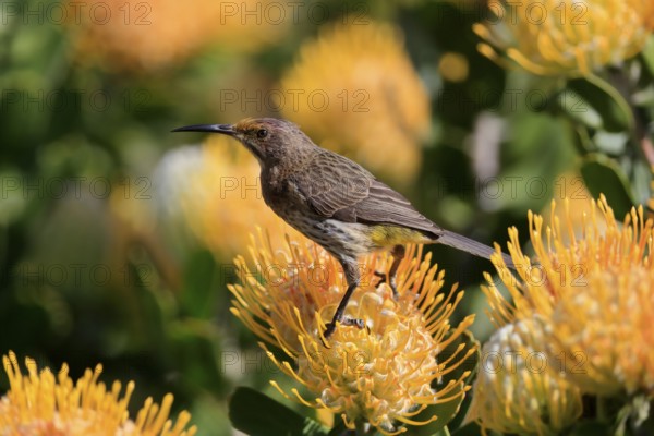 Cape Honeybird (Promerops cafer), adult, female, on flower, Protea, vigilant, Kirstenbosch Botanic