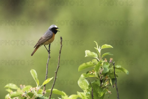 A Common redstart (Phoenicurus phoenicurus), male, singing on a twig with green leaves in the