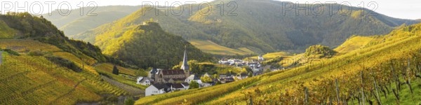 Vineyards in autumn, Mayschoß, Ahr valley, red wine of the Pinot Noir and Portugieser grape is