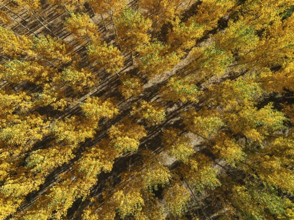 European Aspen (Populus tremula) in autumnal colours. Cultivated for timber. Aerial view. Drone