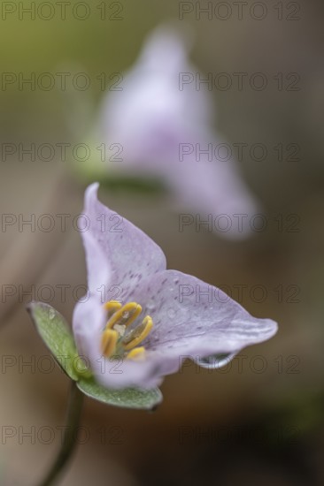Pseudotrillium (Trillium rivale), Emsland, Lower Saxony, Germany, Europe