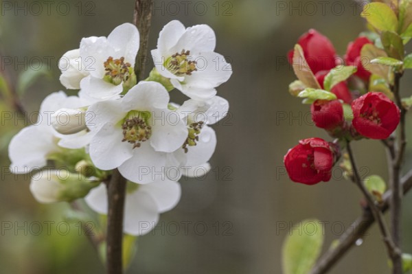 Japanese ornamental quince (Chaenomeles japonica), white form, Nordhorn Zoo, Lower Saxony, Germany,