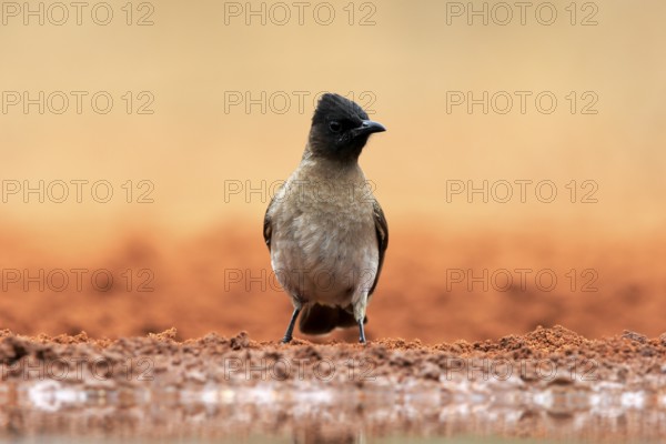 Grey bulbul (Pycnonotus barbatus), adult, at the water, Kruger National Park, Kruger National Park,